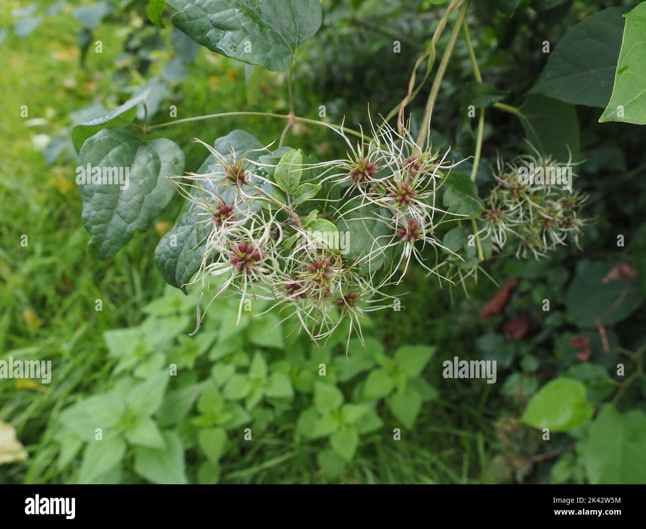 Fiori pelosi di un arbusto verde. Teste di semi di clematis virginiana selvatiche. Foto Stock