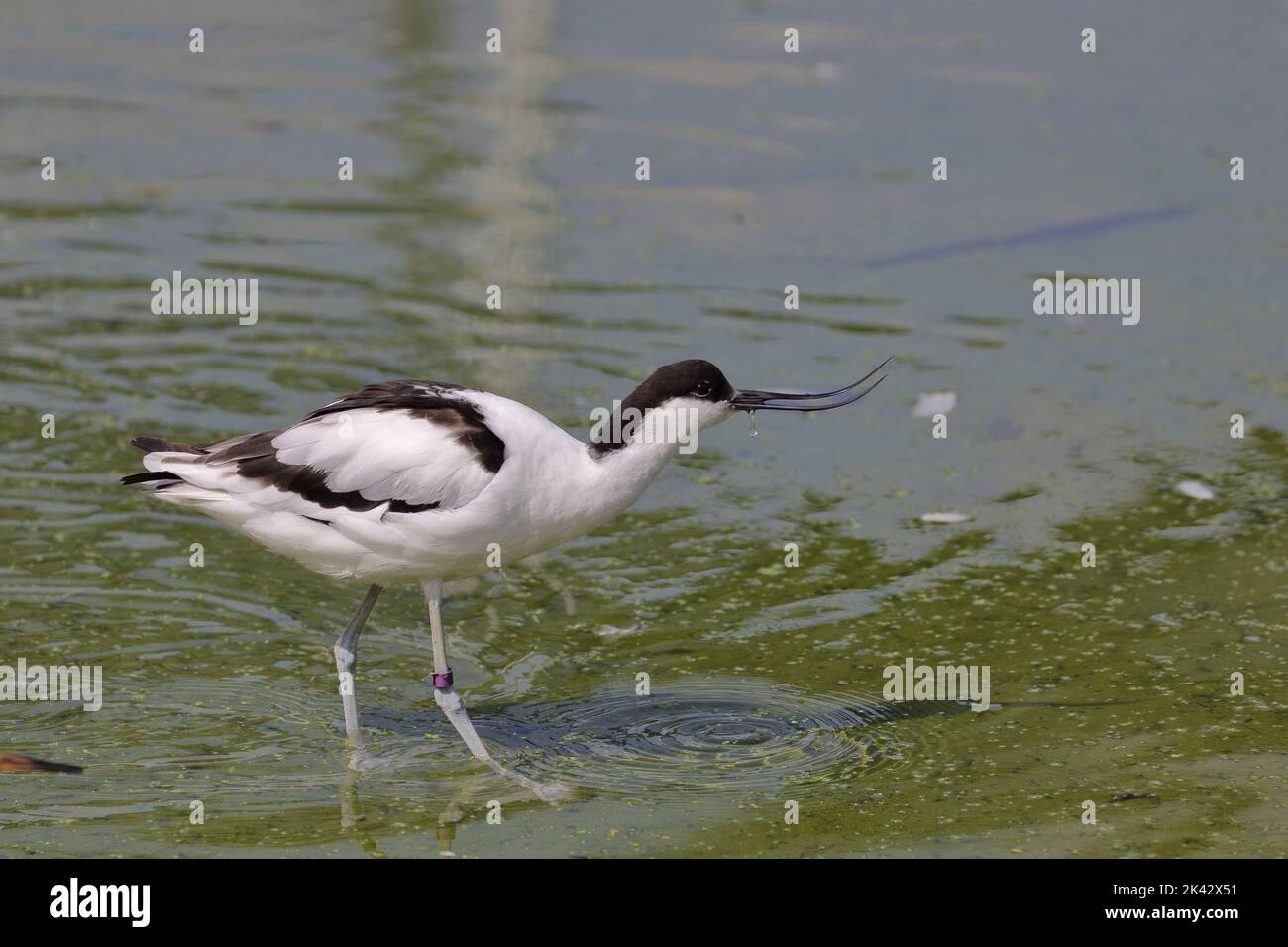 Avocet, Recurvirostra avosetta, a Slimbrdge WWT. L'avocet è un wader bianco e nero con motivi distintivi e un lungo becco ricurvo. Foto Stock