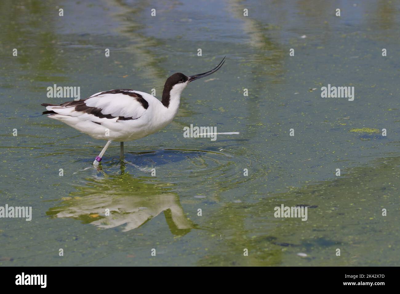 Avocet, Recurvirostra avosetta, a Slimbrdge WWT. L'avocet è un wader bianco e nero con motivi distintivi e un lungo becco ricurvo. Foto Stock