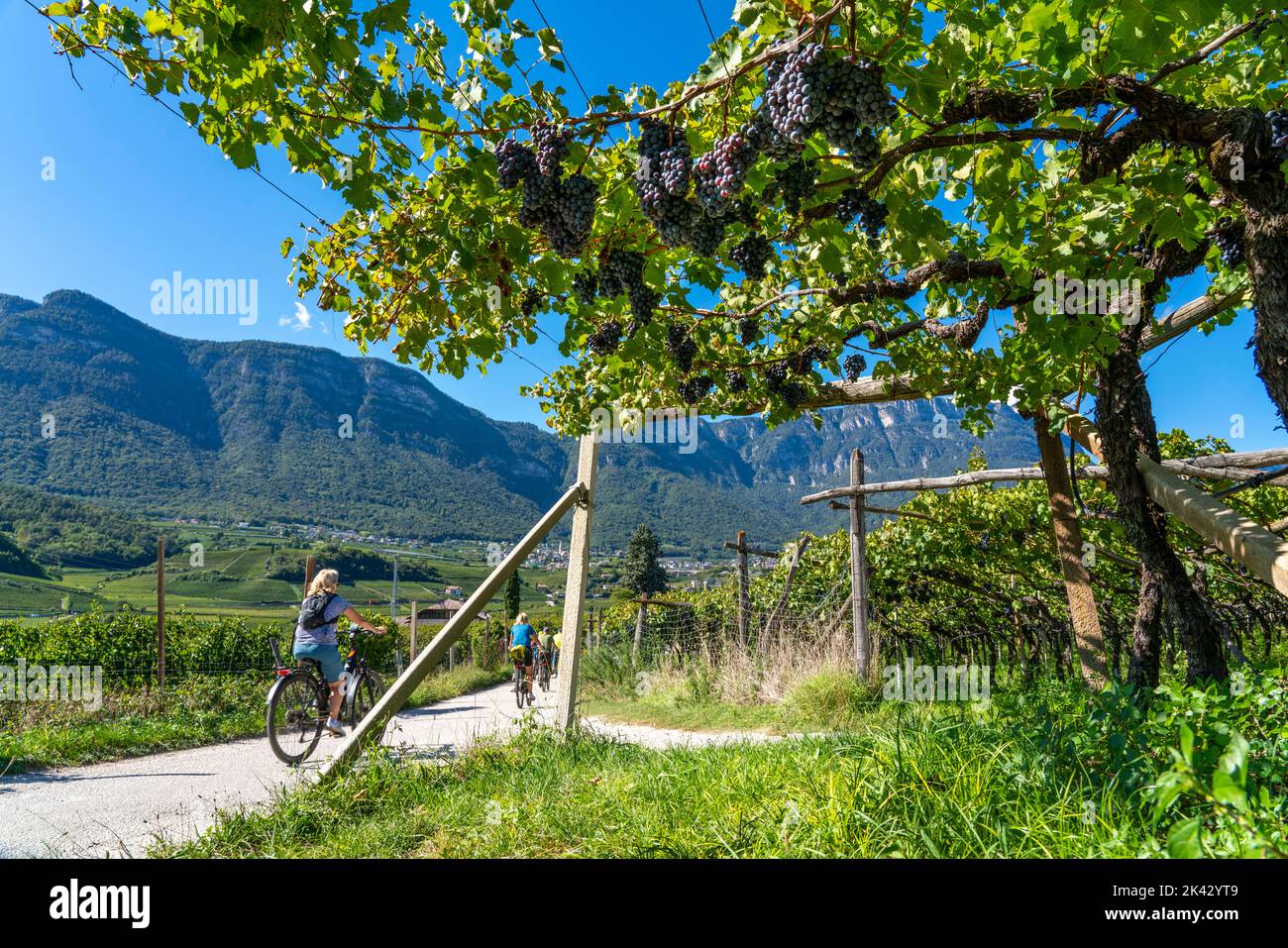 Percorso ciclabile attraverso le zone viticole dell'Alto Adige, nei pressi di Caldaro sulla strada del vino, poco prima della vendemmia, vista sul Nonsberggruppe Foto Stock