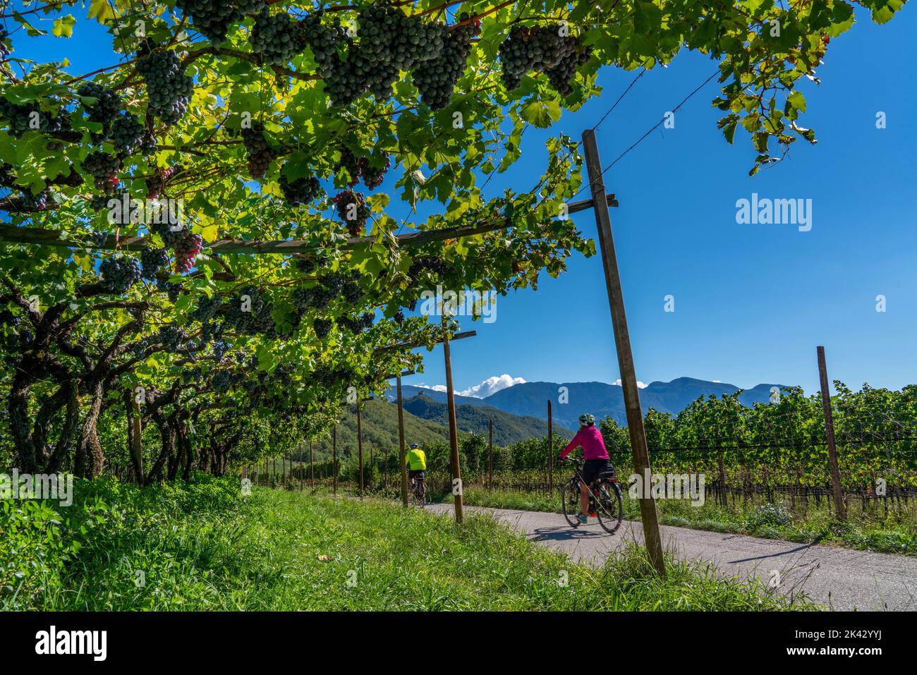 Percorso ciclabile attraverso le zone viticole dell'Alto Adige, vicino a Caldaro sulla strada del vino, poco prima della vendemmia, Alto Adige, Italia, Foto Stock