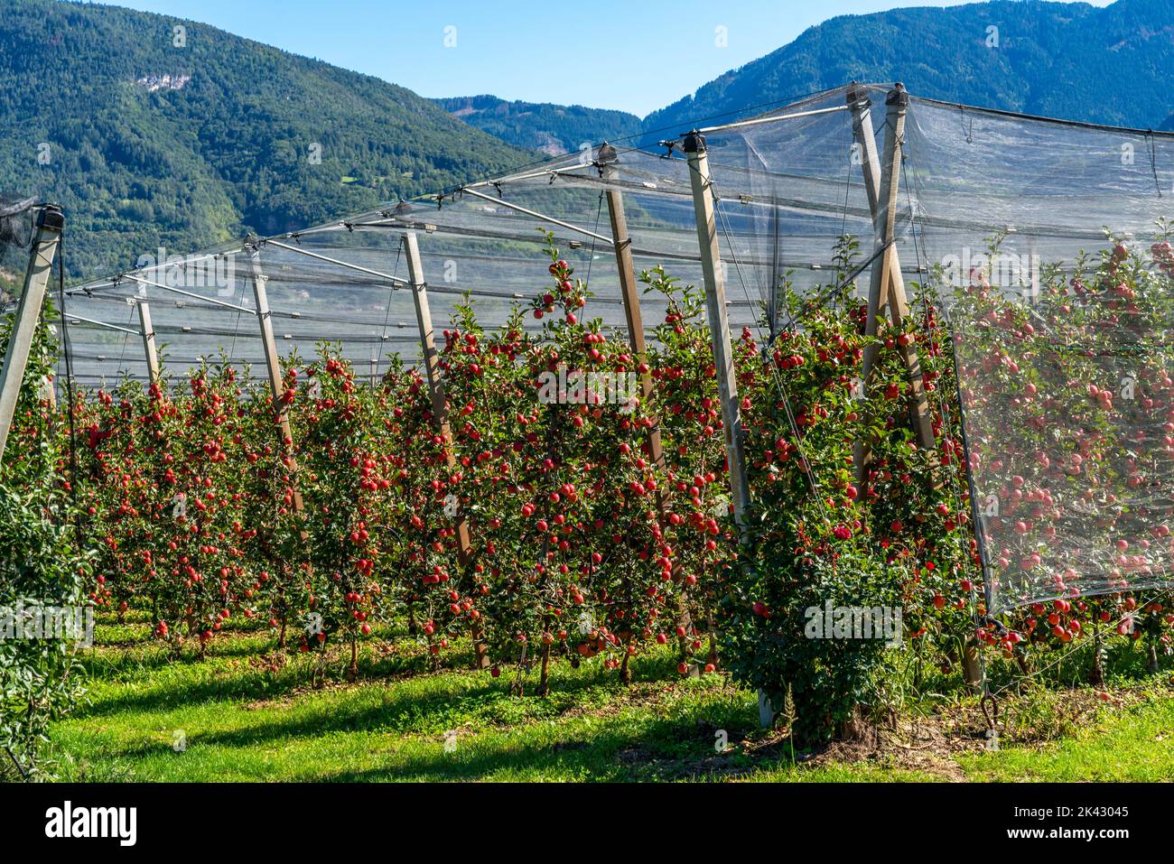 Area di coltivazione della mela in Valle dell'Adige, Alto Adige, grandi aree coltivate, in Alto Adige su 18.400 ettari, coltivati da oltre 7.000 frutti Foto Stock