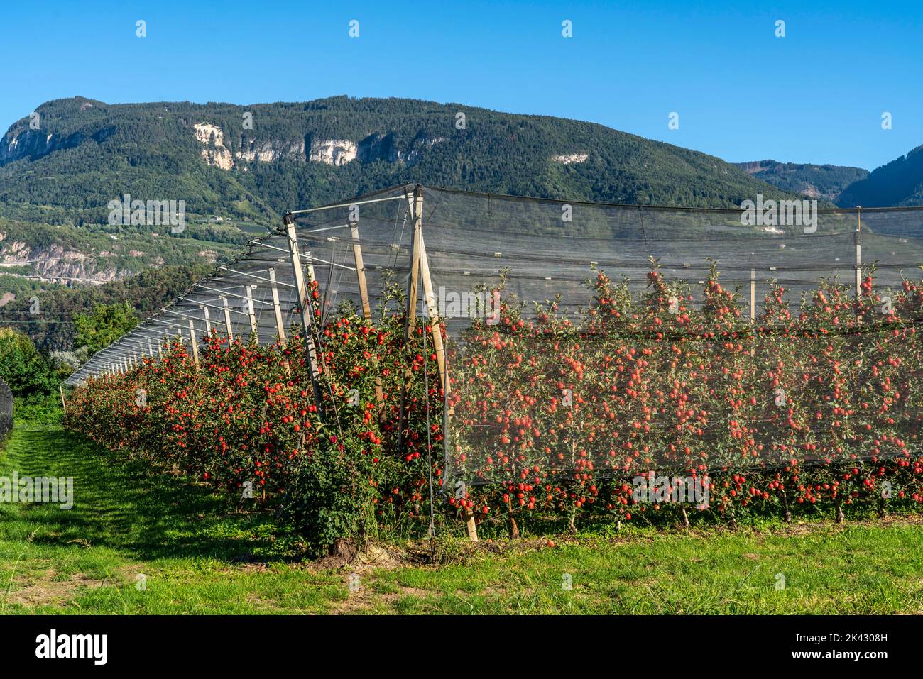 Area di coltivazione della mela in Valle dell'Adige, Alto Adige, grandi aree coltivate, in Alto Adige su 18.400 ettari, coltivati da oltre 7.000 frutti Foto Stock