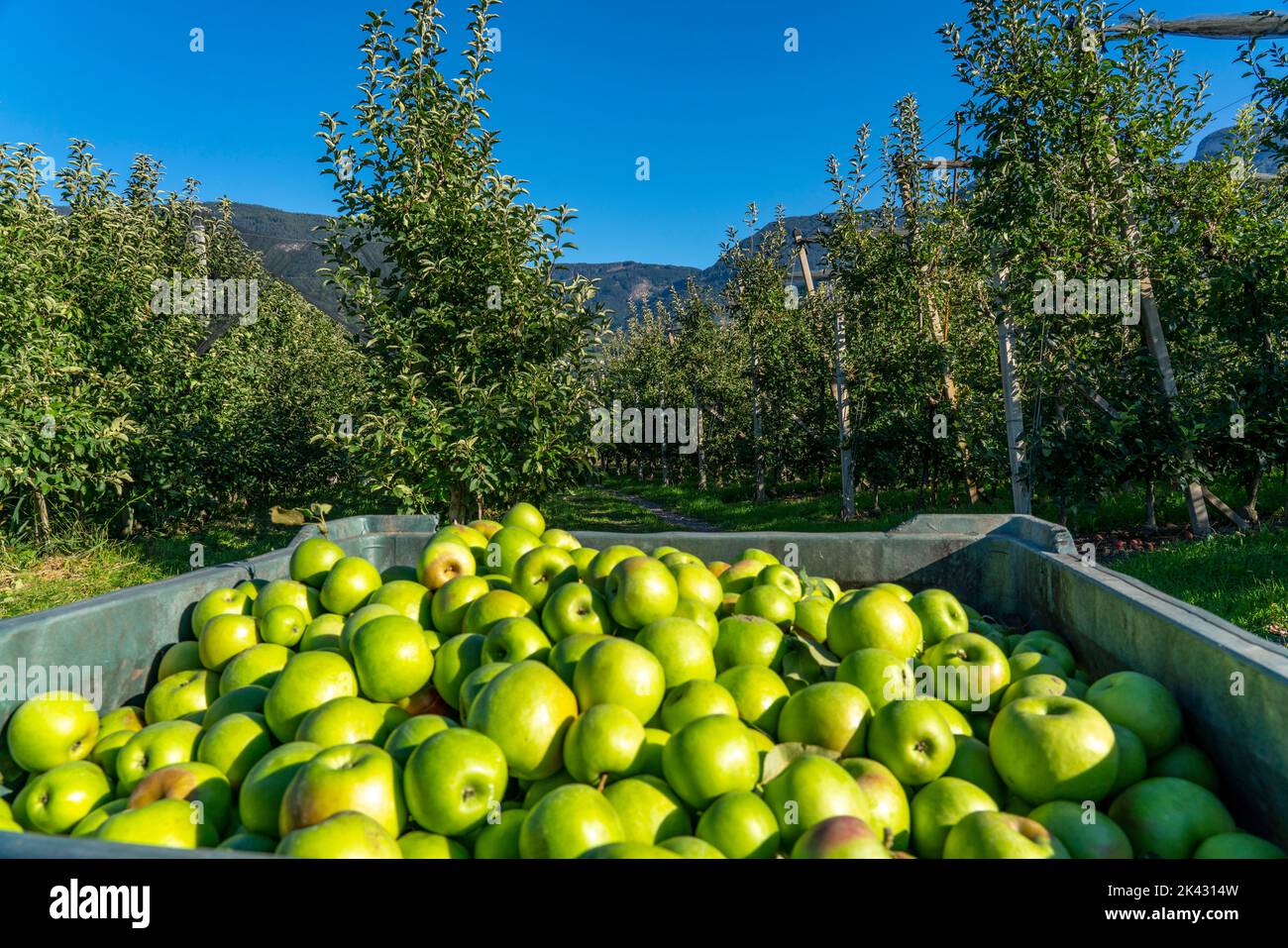 Area di coltivazione della mela in Valle dell'Adige, Alto Adige, grandi aree coltivate, in Alto Adige su 18.400 ettari, coltivati da oltre 7000 frutti Foto Stock