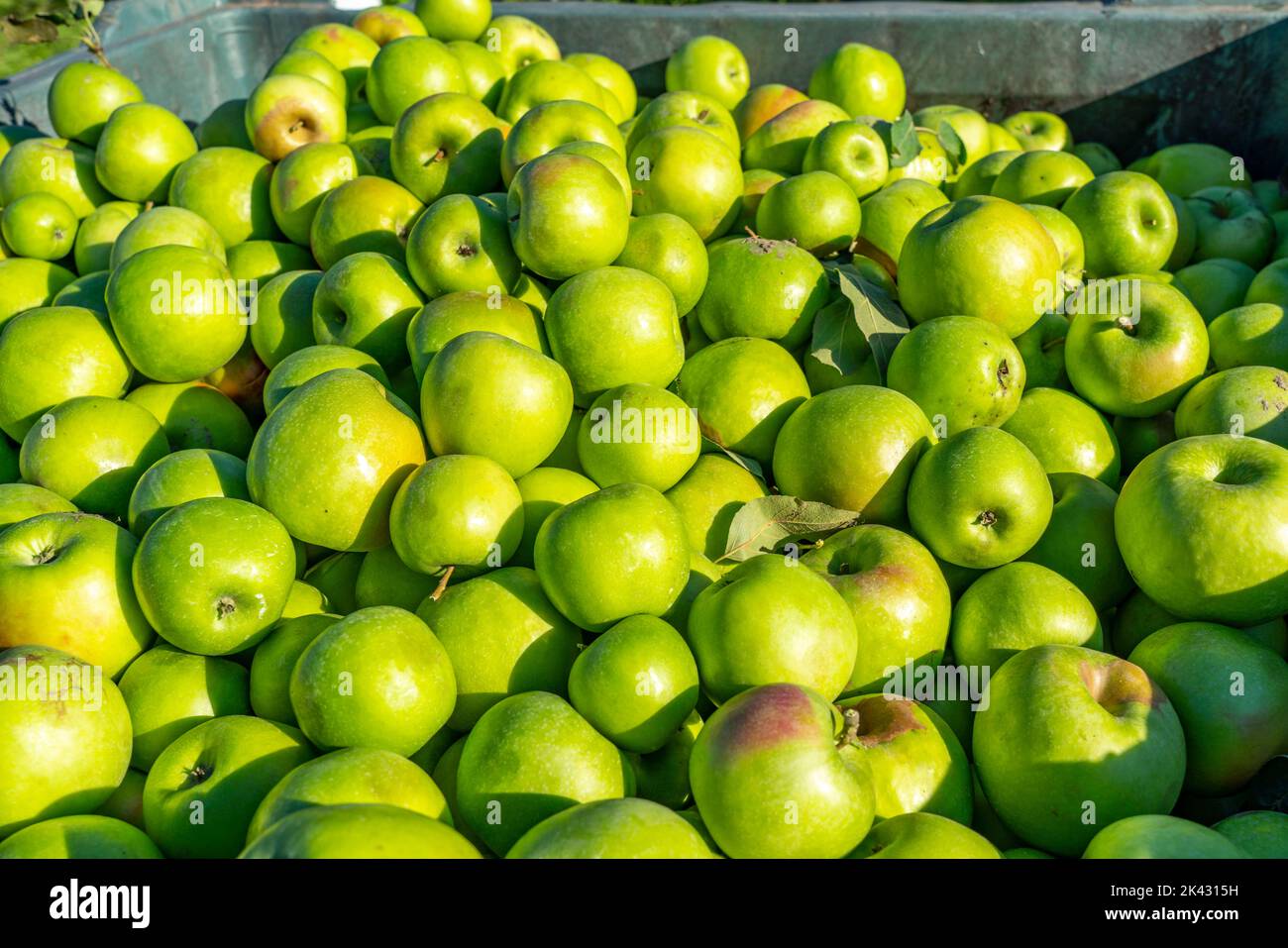 Area di coltivazione della mela in Valle dell'Adige, Alto Adige, grandi aree coltivate, in Alto Adige su 18.400 ettari, coltivati da oltre 7000 frutti Foto Stock