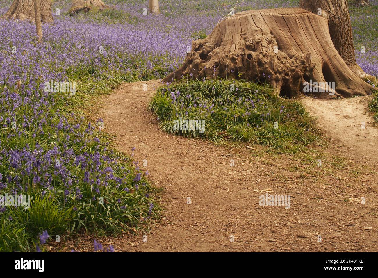 Un legno di Bluebell Inglese che circonda un antico ceppo di alberi nella primavera dell'Inghilterra Foto Stock