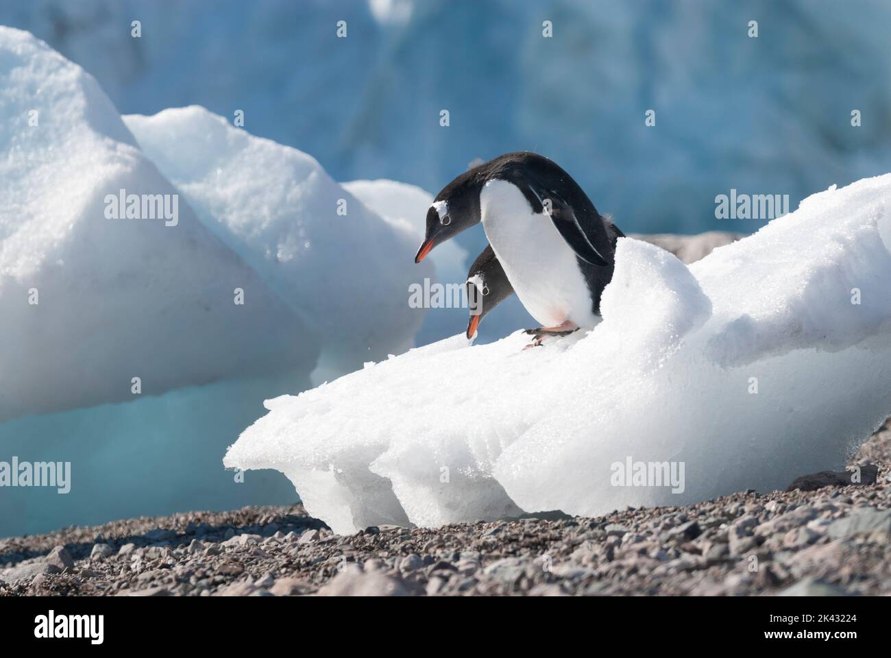 Gentoo pinguino due esemplari che battono le loro ali, la penisola antartica, Antartide. Foto Stock