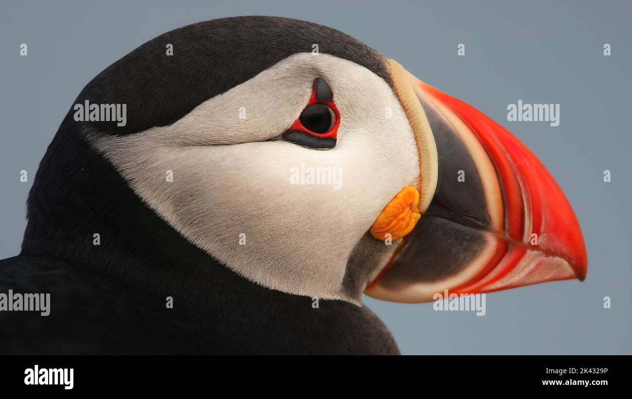 Primo piano del profilo di puffin Atlantico Foto Stock