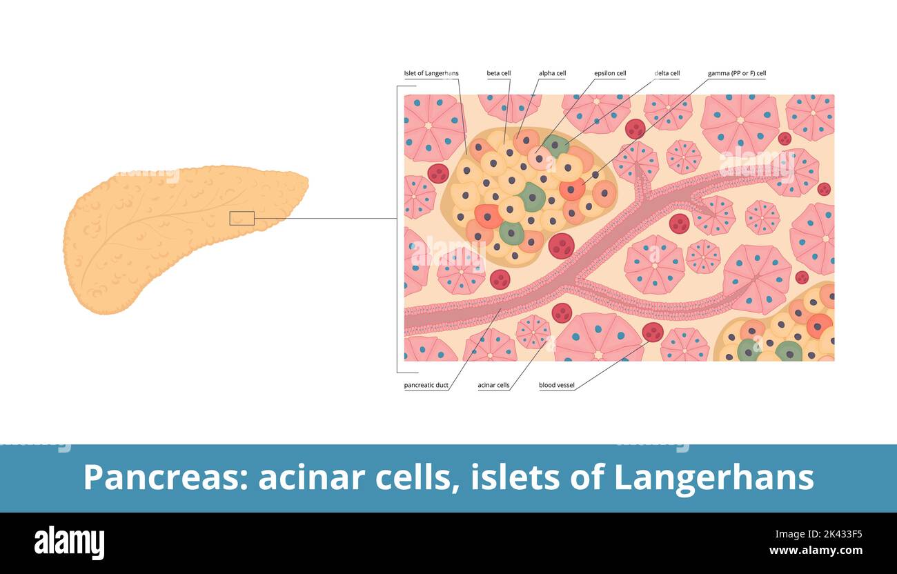 Isolotti di Langerhans. Le isolette pancreatiche contengono cellule endocrine: Alfa, beta, delta, PP o gamma, epsilon. Istologia pancreatica (tessuto) Illustrazione Vettoriale