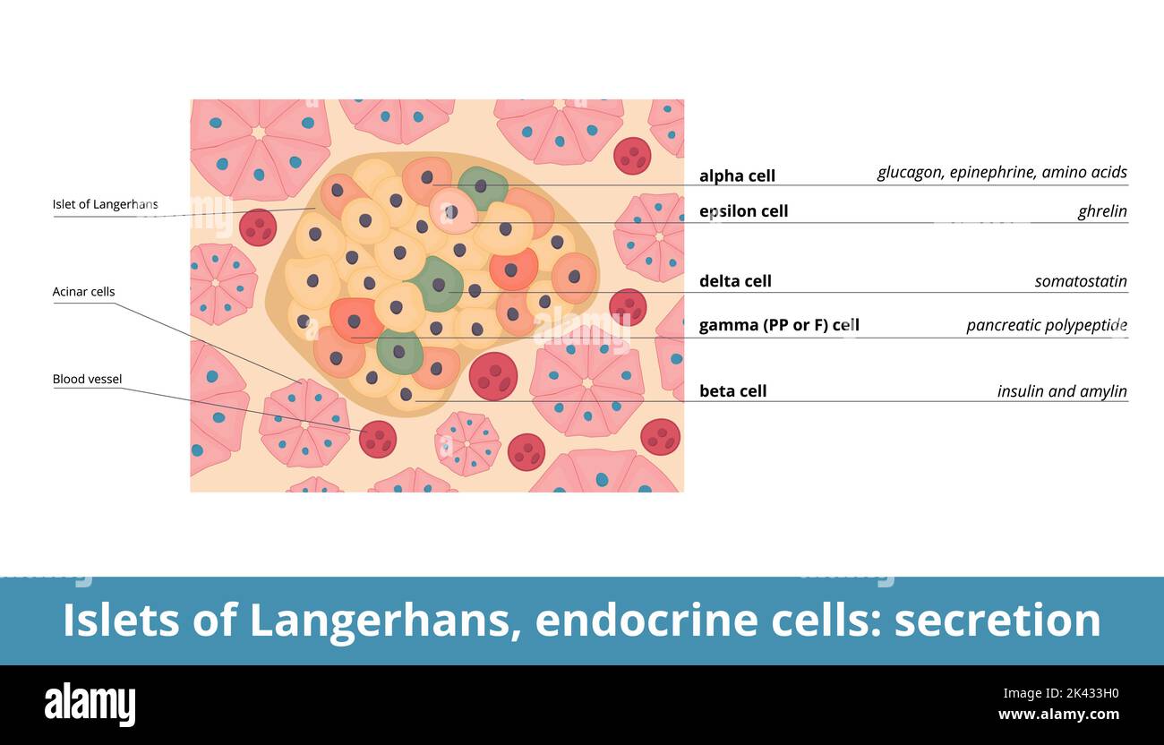 Isolotti di Langerhans, cellule endocrine: Secrezione. Cellule endocrine (alfa, beta, delta, PP o gamma, epsilon) di isolotti e la loro funzione di secrezione Illustrazione Vettoriale