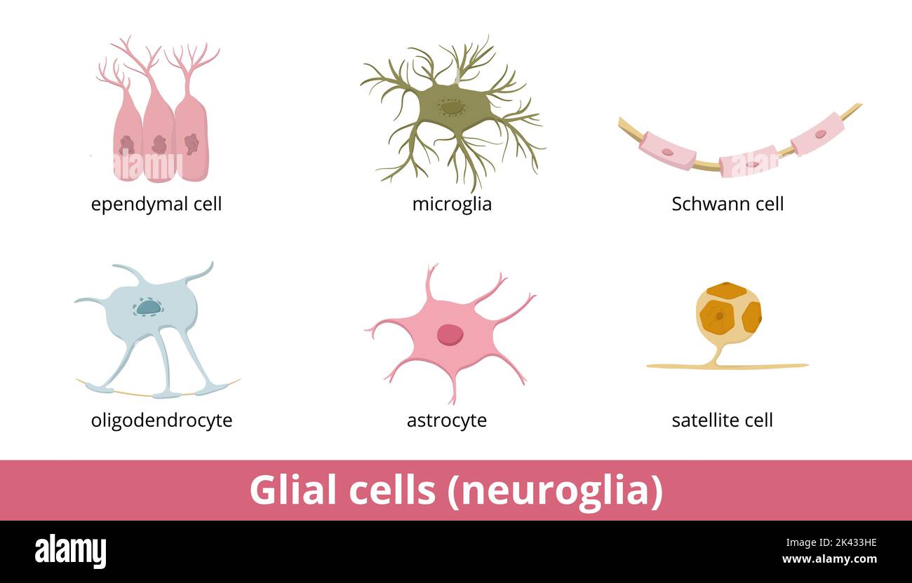 Cellula gliale (neuroglia). Sei tipi di gliociti nel sistema nervoso centrale e periferico: Oligodendrociti, astrociti, cellule ependimali, microglia Illustrazione Vettoriale
