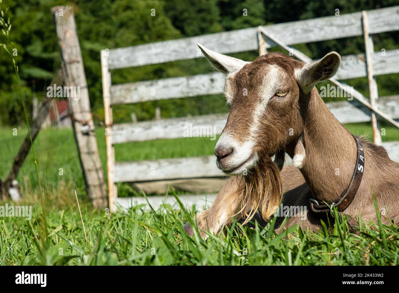 Primo piano di capra di Toggenburg con una barba sdraiata nell'erba in una fattoria. Foto Stock