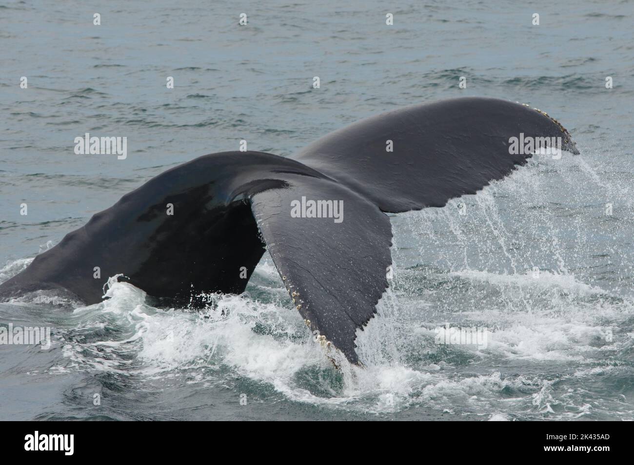 Una megattere (Megaptera novaeangliae) inizia la sua immersione sollevando il suo trematode dall'acqua al largo della costa di Provincetown, Massachusetts. Foto Stock