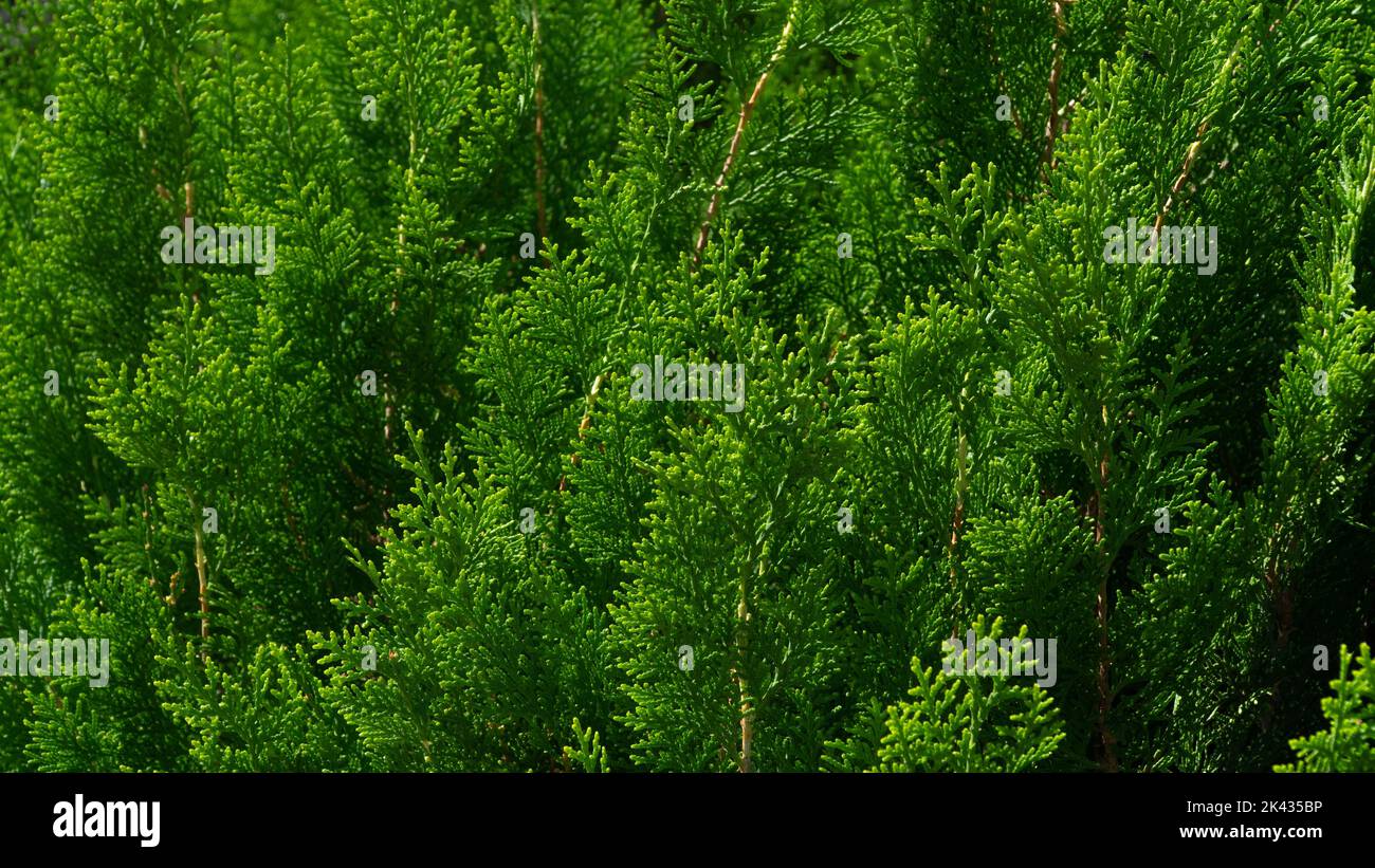 Foglie di conifere di thuja, fondo verde di foglie Foto Stock