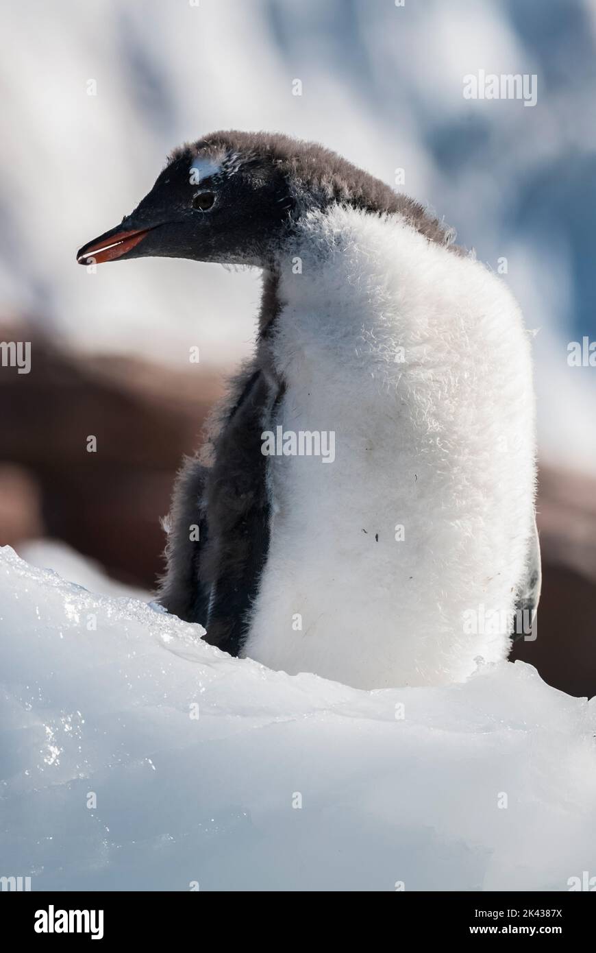 Gentoo pinguino due esemplari che battono le loro ali, la penisola antartica, Antartide. Foto Stock