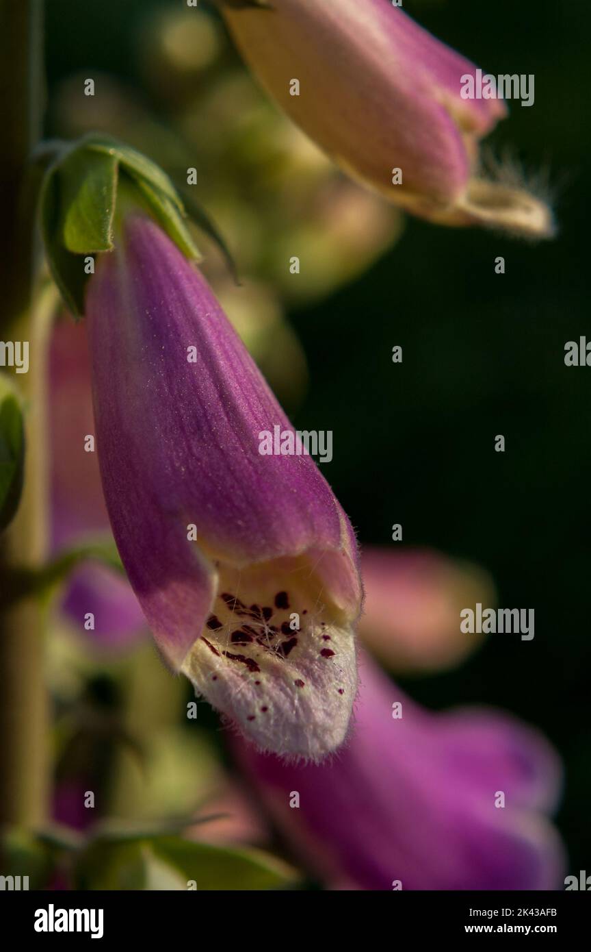 Fiore di legno di bardtongue Foto Stock