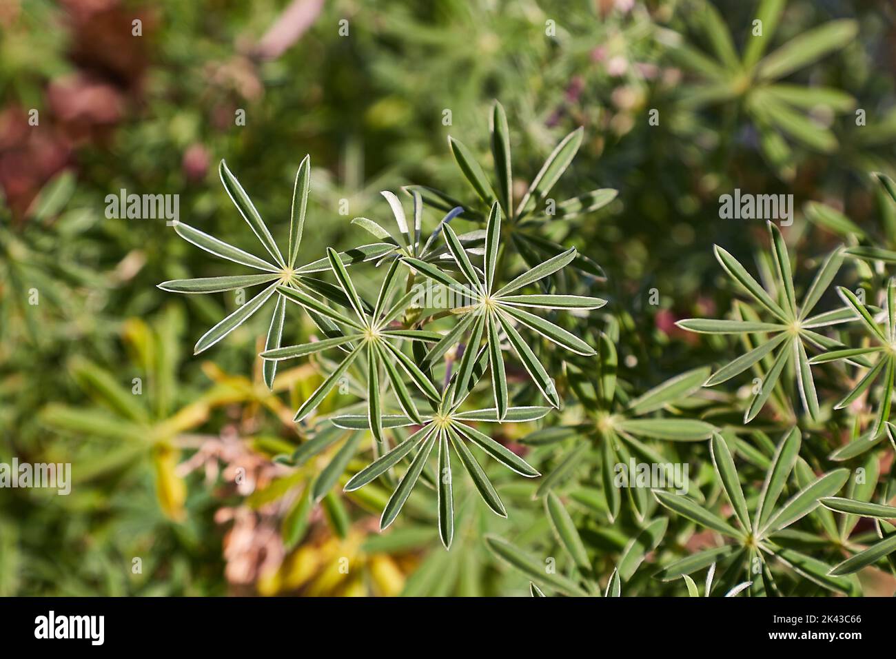Foglie verdi piccole di una pianta Foto Stock