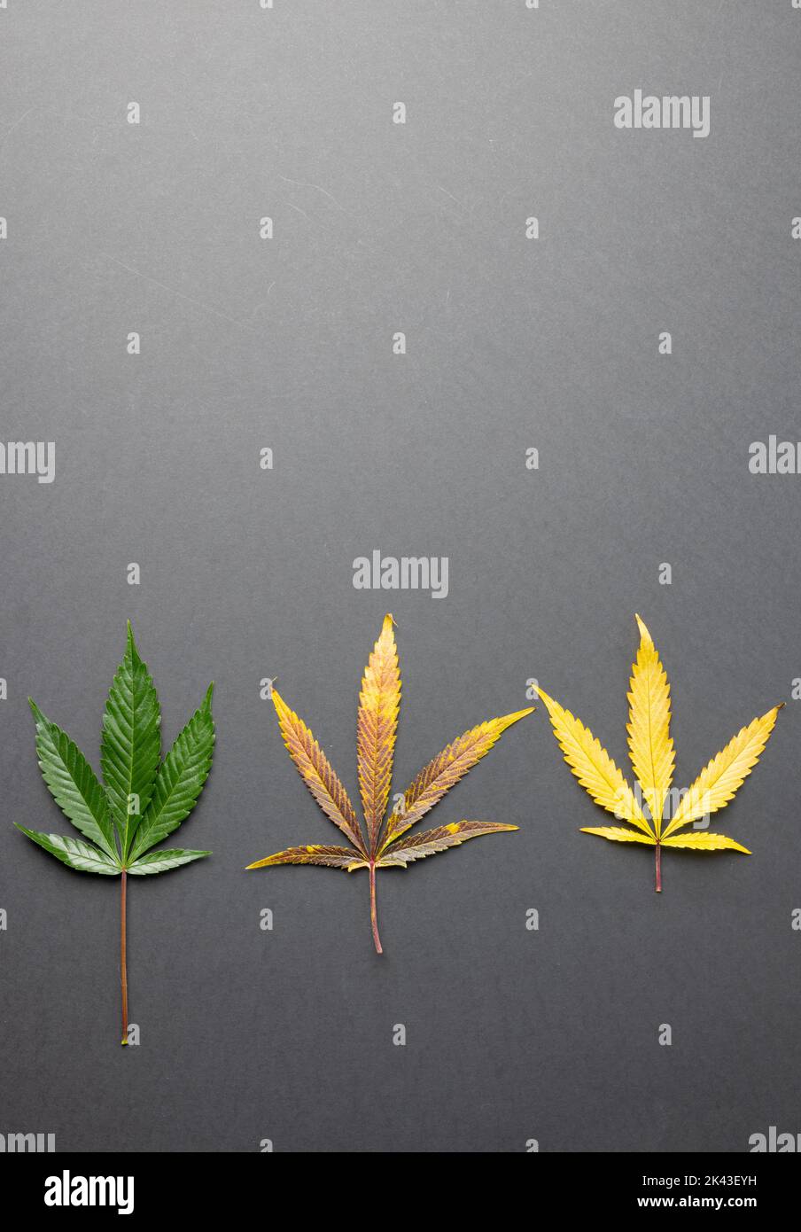 Immagine verticale delle foglie di marihuana sulla superficie grigia Foto Stock