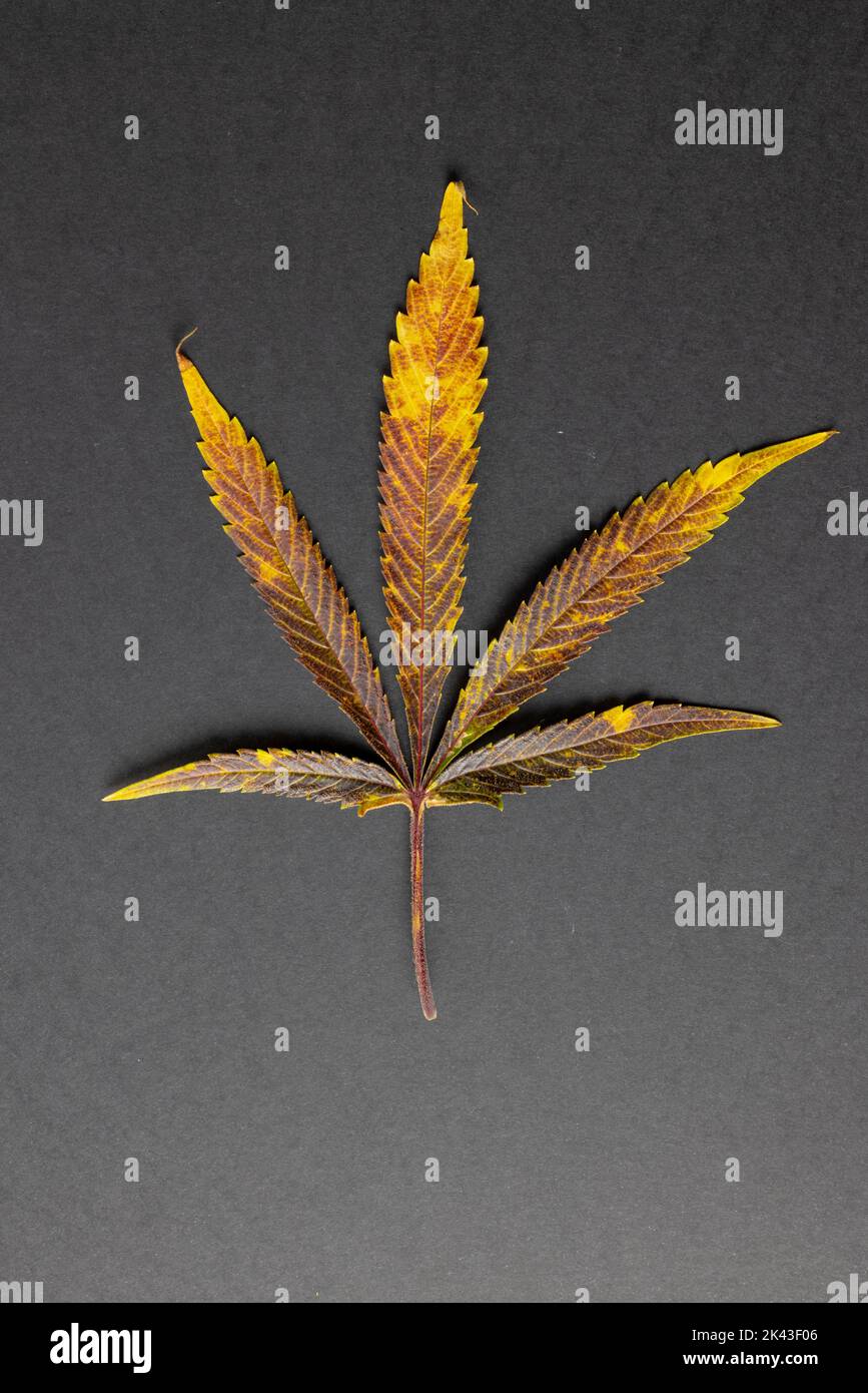 Immagine verticale della foglia di marihuana sulla superficie grigia Foto Stock