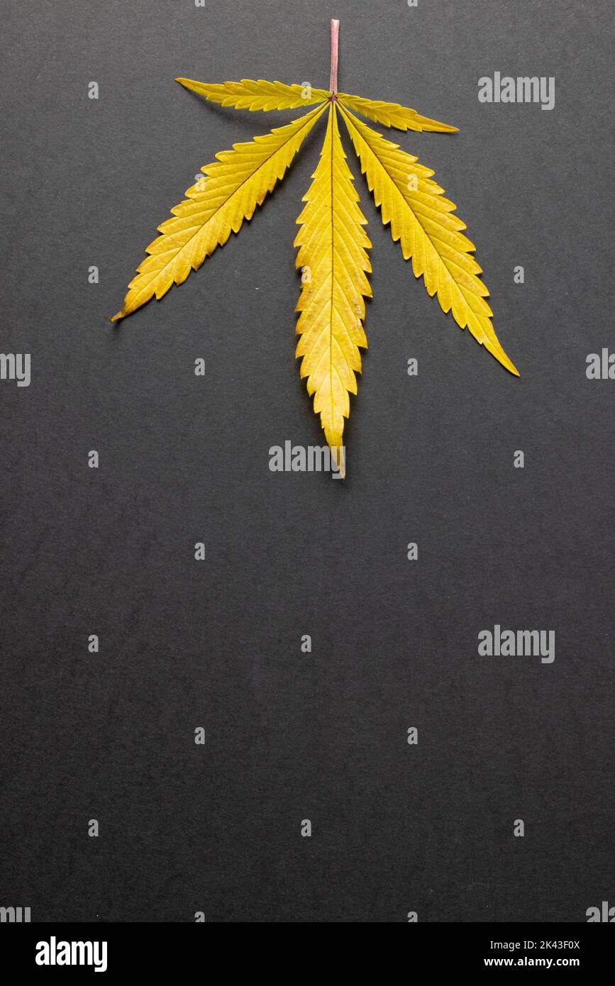 Immagine verticale della foglia di marihuana sulla superficie grigia Foto Stock