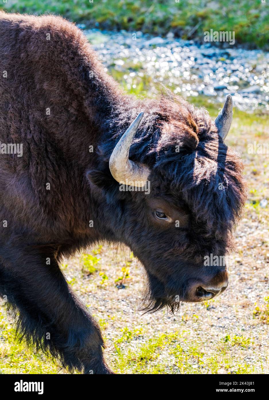 Wood Bison bull; Alaska Highway; British Columbia; Canada Foto Stock