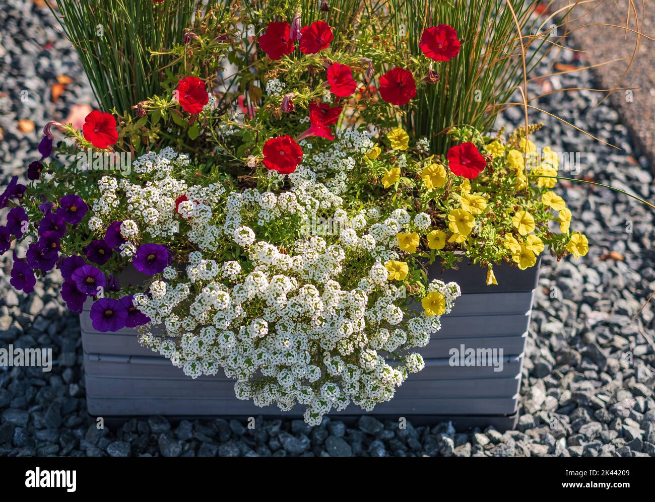 Fiori di città in una pentola di legno su una strada. Decorazioni per la strada in una città con scatole di legno Foto Stock