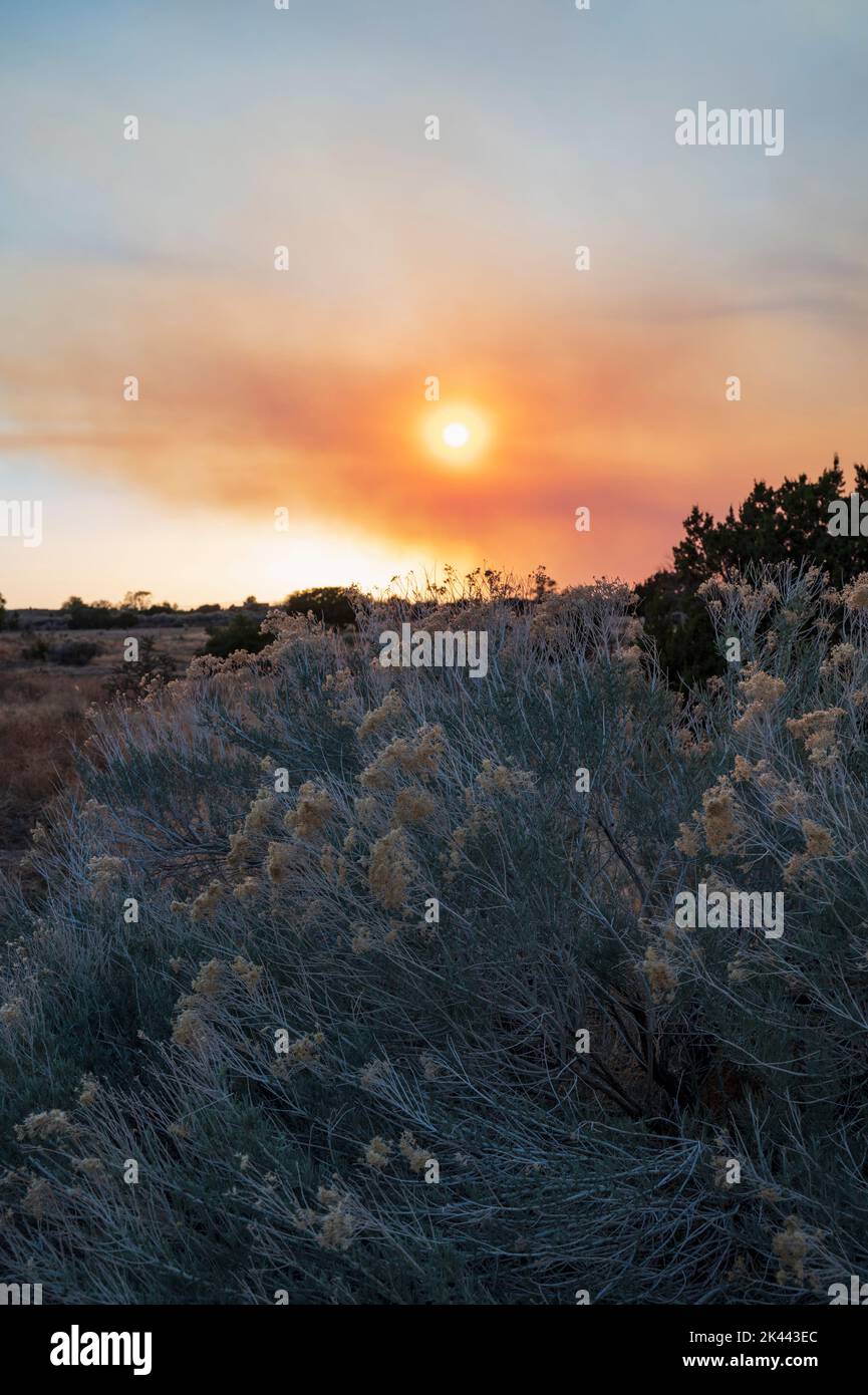 USA, New Mexico, Santa Fe, Wildfire fumano e tramontano il sole sul deserto con arbusti di chamisa in primo piano Foto Stock