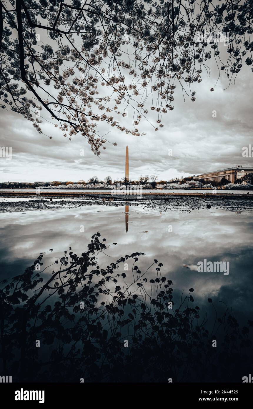 Washington Monument con Cherry Blossoms a Washington, DC Foto Stock