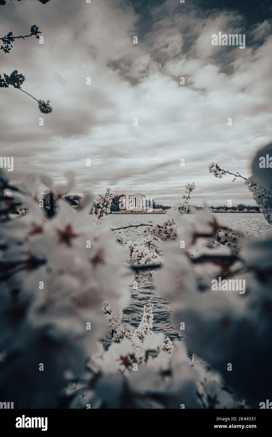 Ciliegia fiorisce con Jefferson Memorial in una mattinata nuvolosa a Washington DC Foto Stock