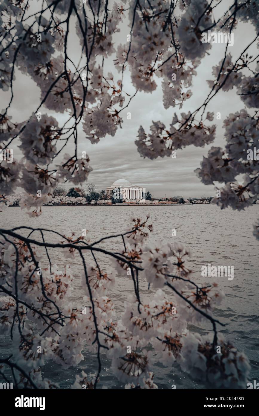 Ciliegia fiorisce con Jefferson Memorial in una mattinata nuvolosa a Washington DC Foto Stock