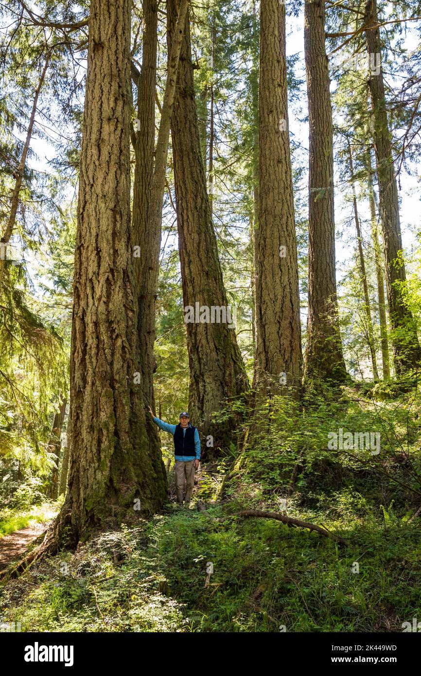 Un uomo è appoggiato contro un grande albero tra gli altri grandi alberi. Foto Stock