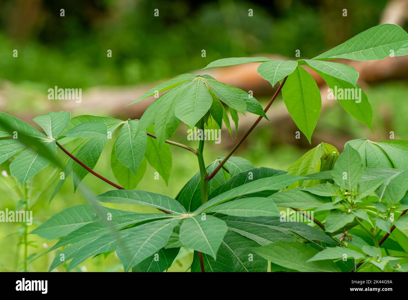 I germogli della pianta di manioca hanno foglie verdi fresche ed hanno la forma di un dito con i gambi rossi, fondo di erba verde sfocato Foto Stock