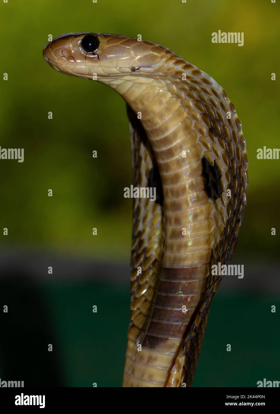 Primo piano di un serpente con la cappa dei colpi sparsa ai predatori di spavento come meccanismo di difesa; foto macro di una Cobra inedita con la sua cappa. Foto Stock
