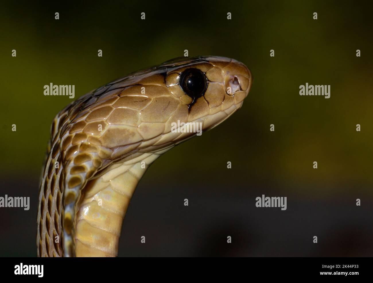 Primo piano di un serpente con la cappa dei colpi sparsa ai predatori di spavento come meccanismo di difesa; foto macro di una Cobra inedita con la sua cappa. Foto Stock