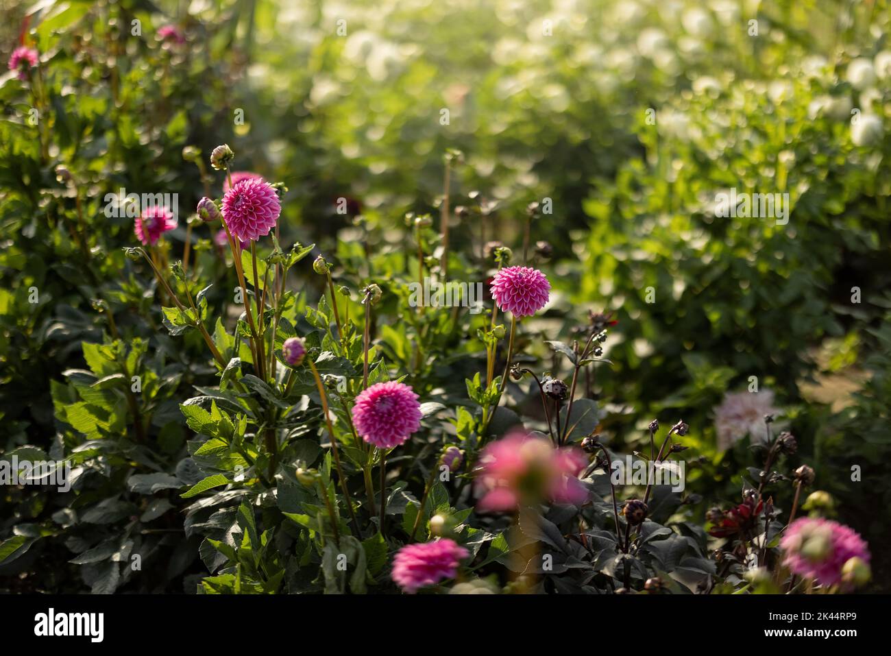 Dahlia fiori all'aperto nel giardino Foto Stock