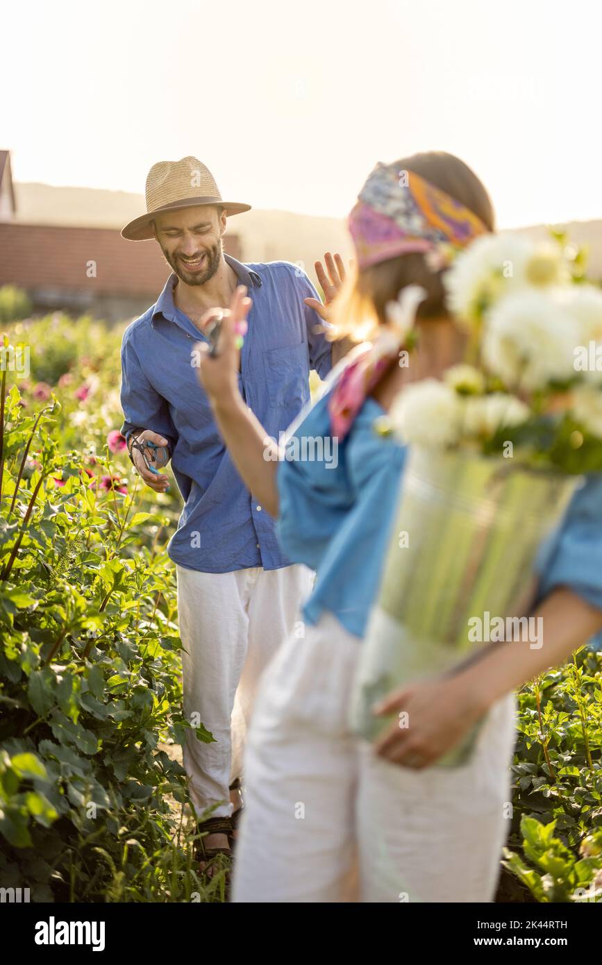 I lavoratori agricoli raccoliscono i fiori di dahlia nella fattoria rurale all'aperto Foto Stock
