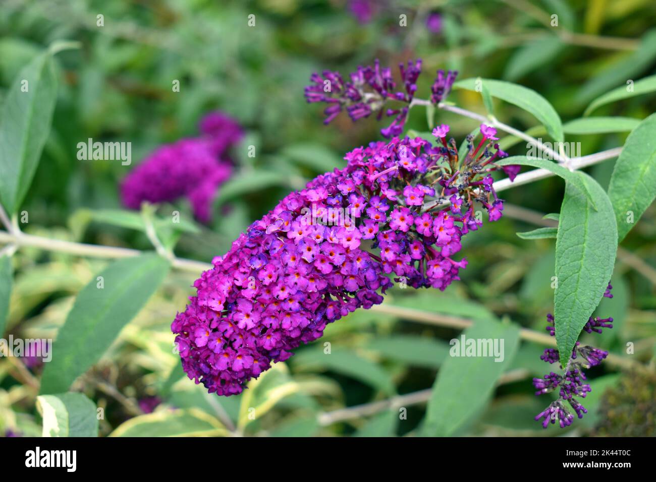 Fiori estivi di lilla (Buddleja davidii 'Harlequin' ) Foto Stock
