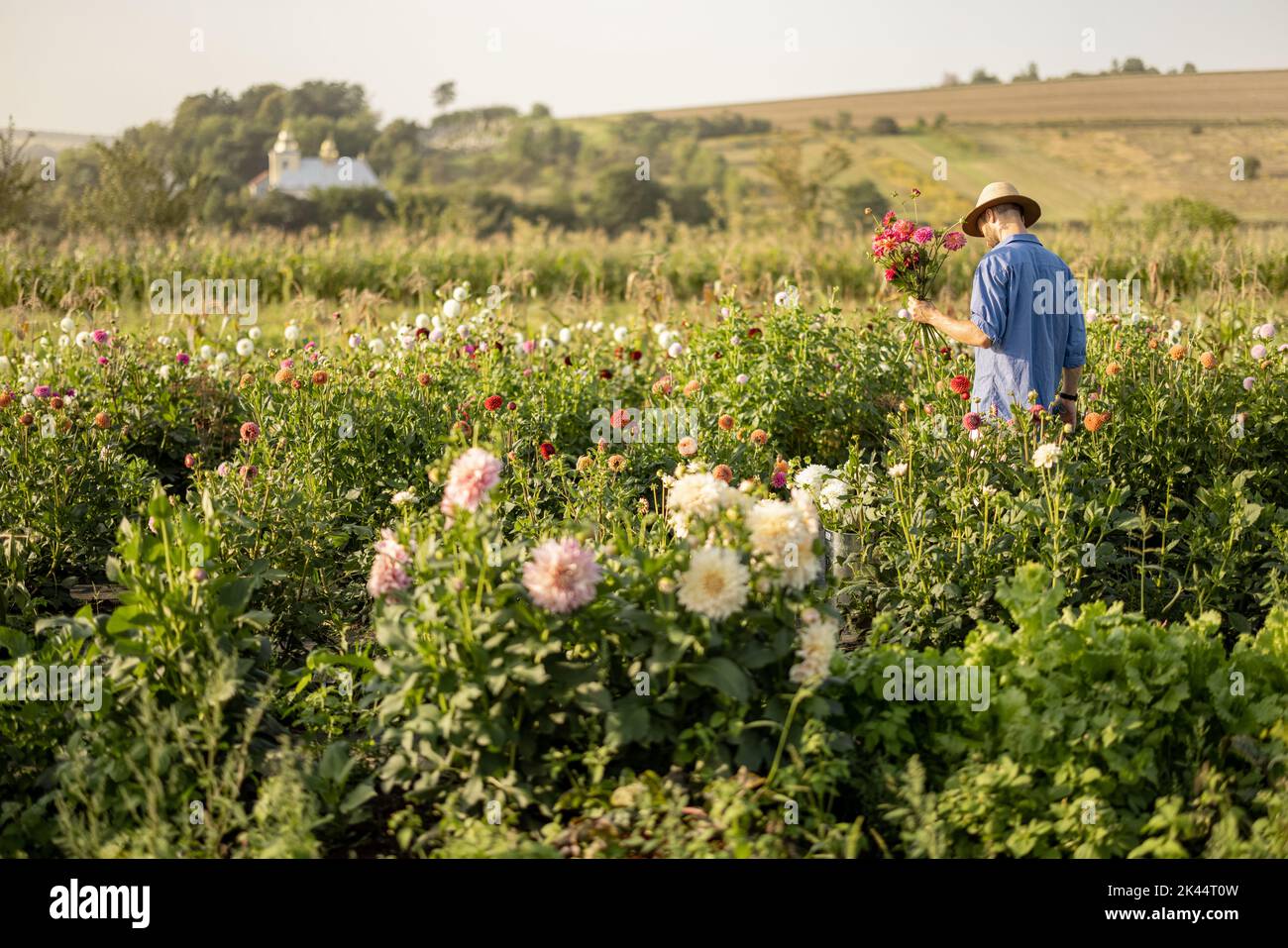 L'uomo raccoglie i fiori di dahlia in fattoria rurale Foto Stock