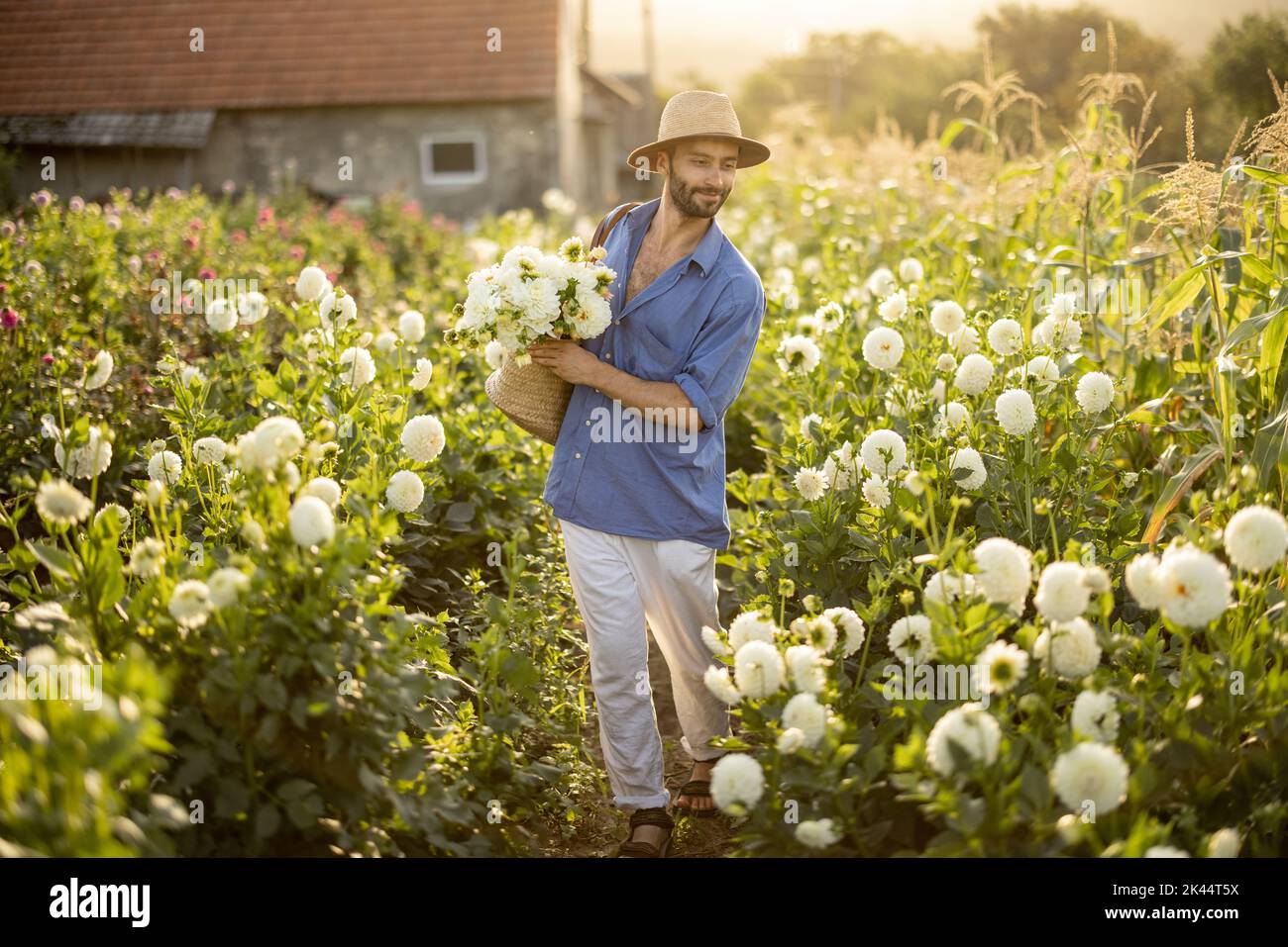 L'uomo raccoglie le dahlias all'esterno della fattoria dei fiori Foto Stock