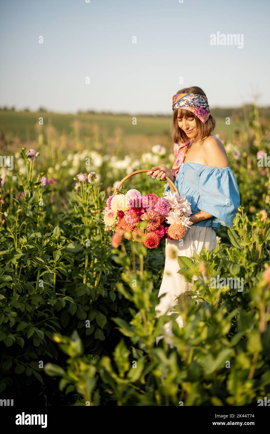 Donna con fiori in fattoria dahlia all'aperto Foto Stock