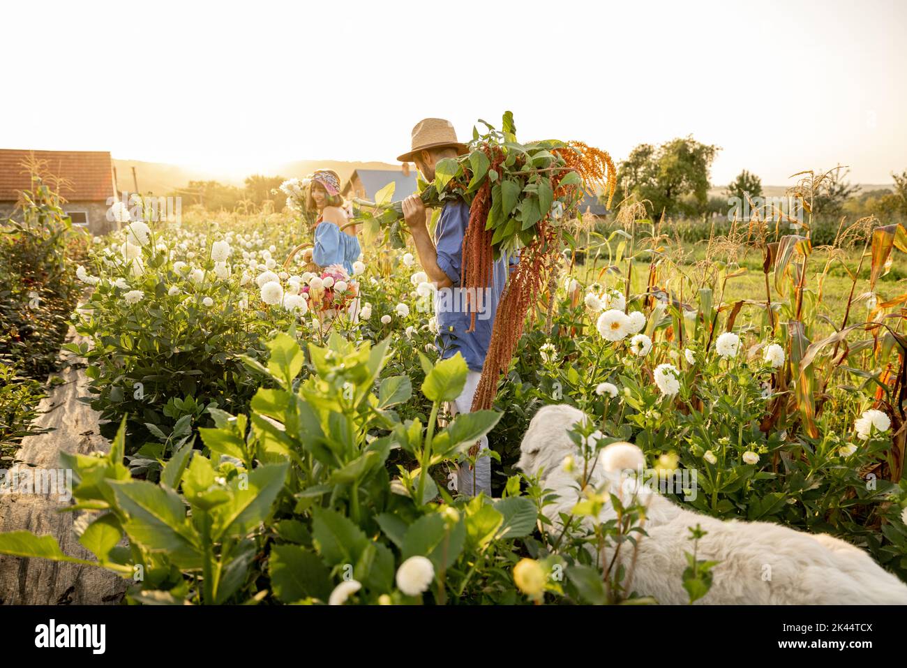 I lavoratori agricoli portano molti fiori appena raccolti in fattoria Foto Stock