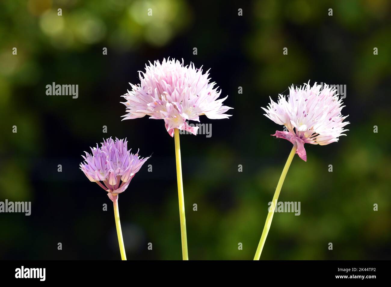 Allium roseo o fiori d'aglio rosati Foto Stock