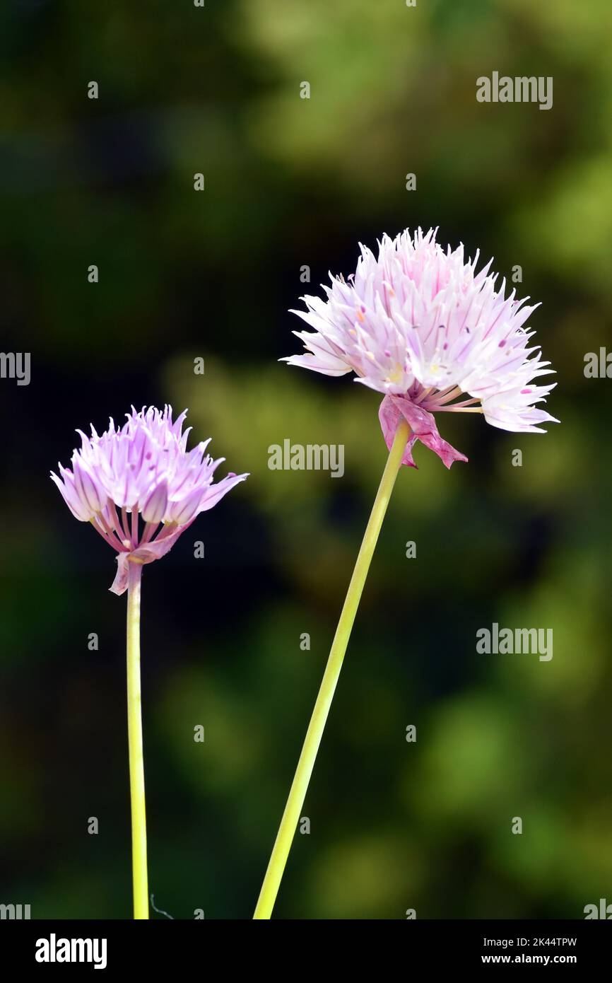 Allium roseo o fiori d'aglio rosati Foto Stock