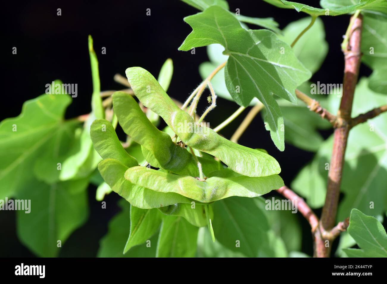 Campo acero alati frutta (Acer campestre) Foto Stock