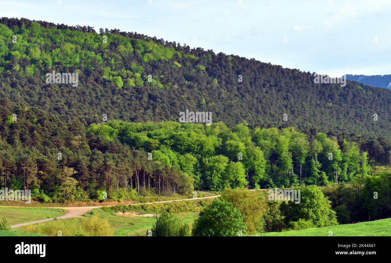 Foresta mista composta da faggio (Fagus sylvatica) in verde chiaro e pino scozzese (Pinus sylvestris) in verde scuro Foto Stock