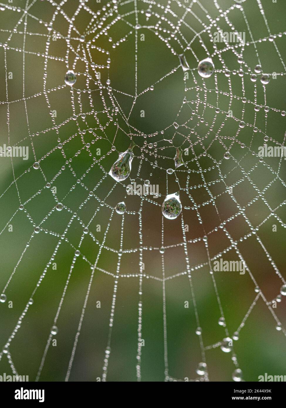 Gocce di rugiada raccolte su una tela ragni scintillante nella luce del mattino presto Foto Stock