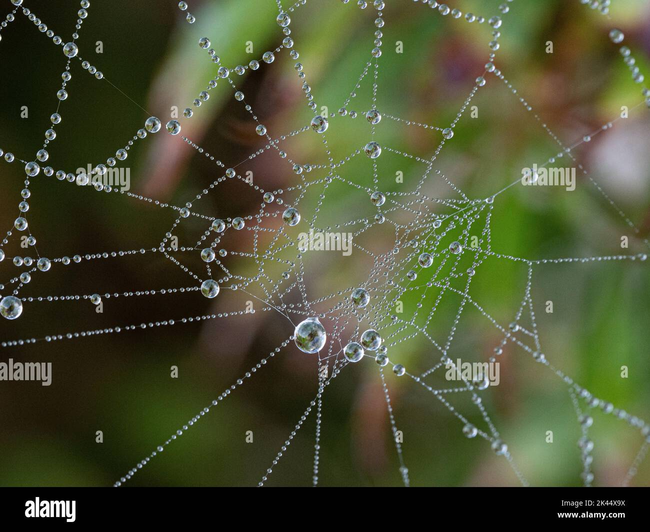 Gocce di rugiada raccolte su una tela ragni scintillante nella luce del mattino presto Foto Stock