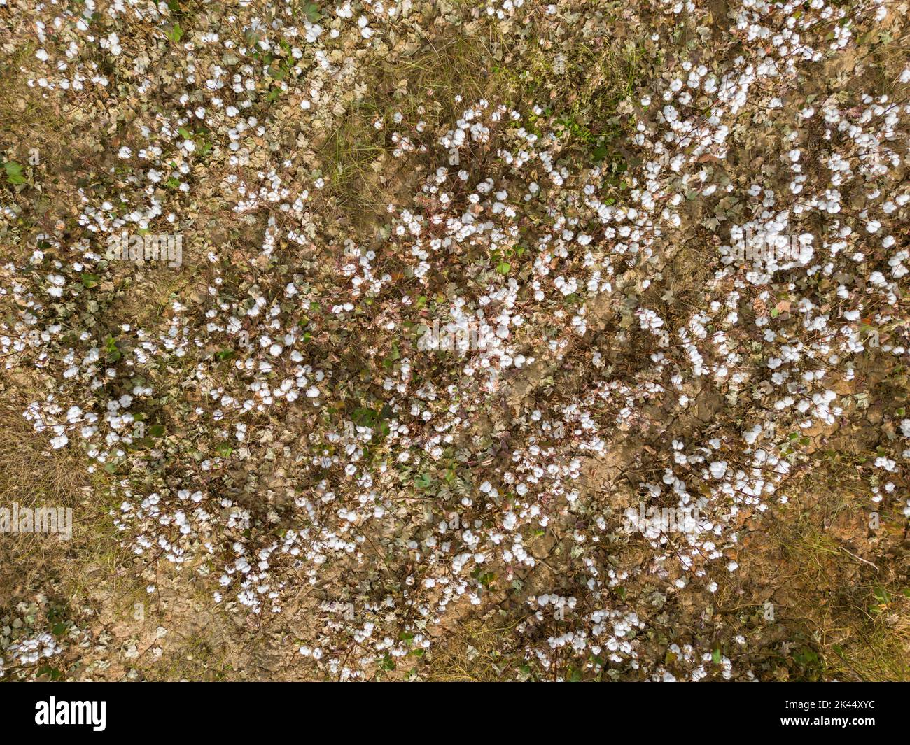 Campo di cotone pronto per la raccolta in una giornata nuvolosa Foto Stock
