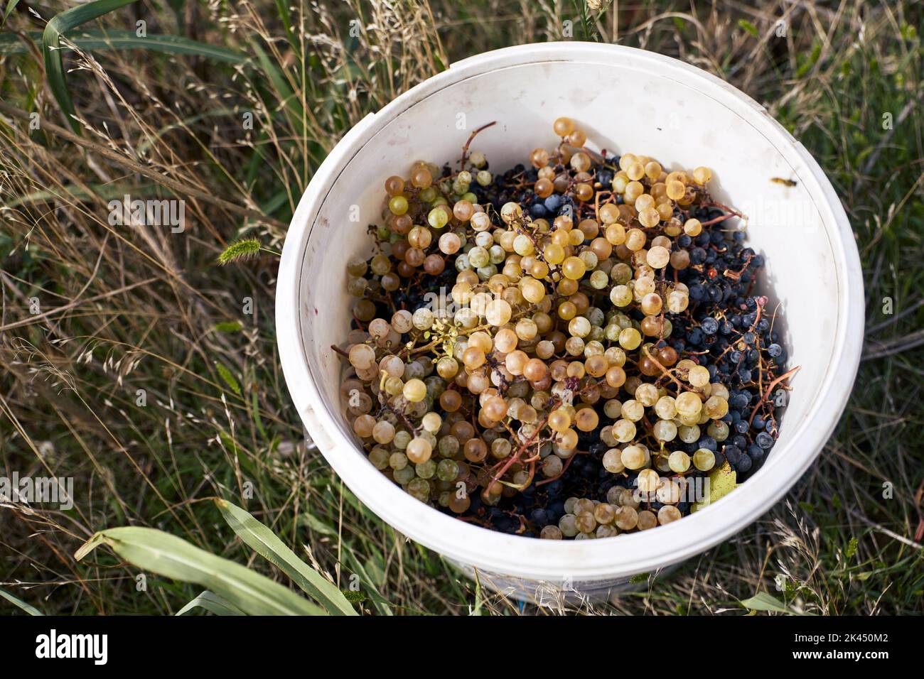 Secchio d'uva fresca dopo la vendemmia, bella luce autunnale Foto Stock