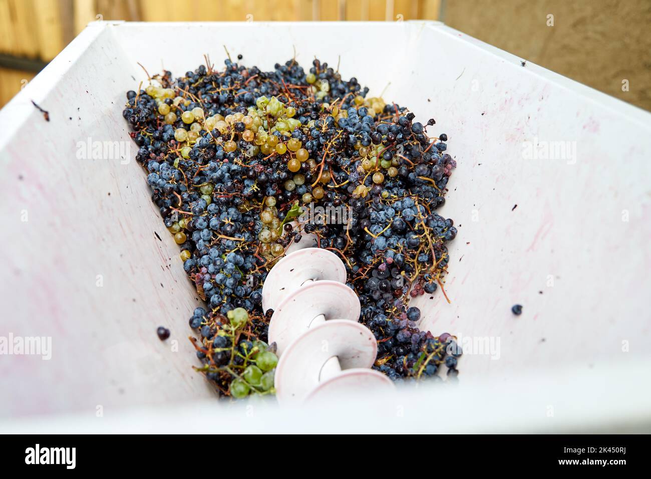 Rimozione dei detriti: Grappoli di uva bianca nei macchinari industriali Foto Stock